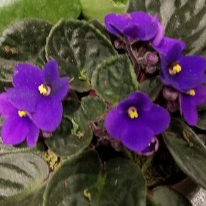 Meet your Posher, Barbara